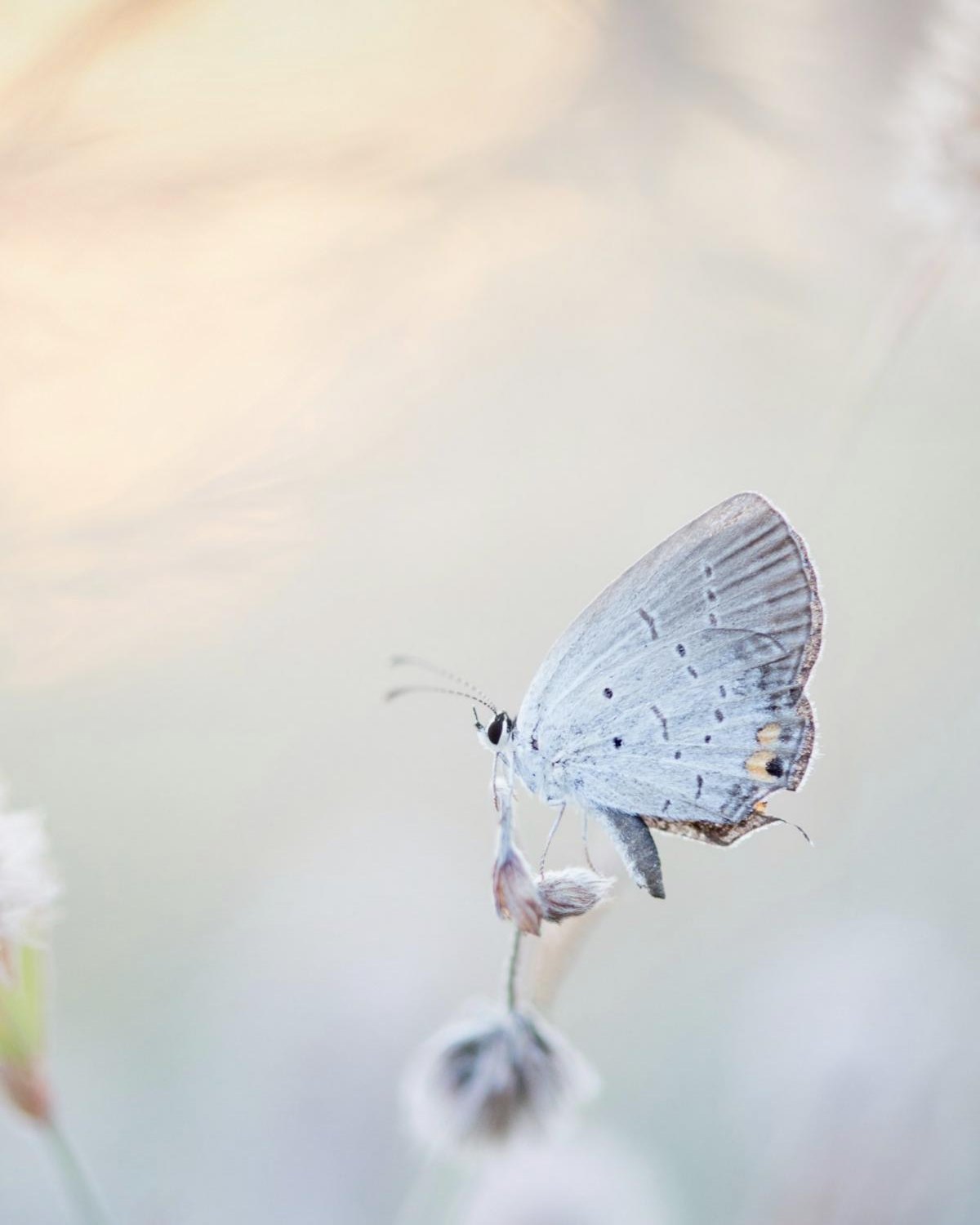 A pale blue butterfly resting on a small flower