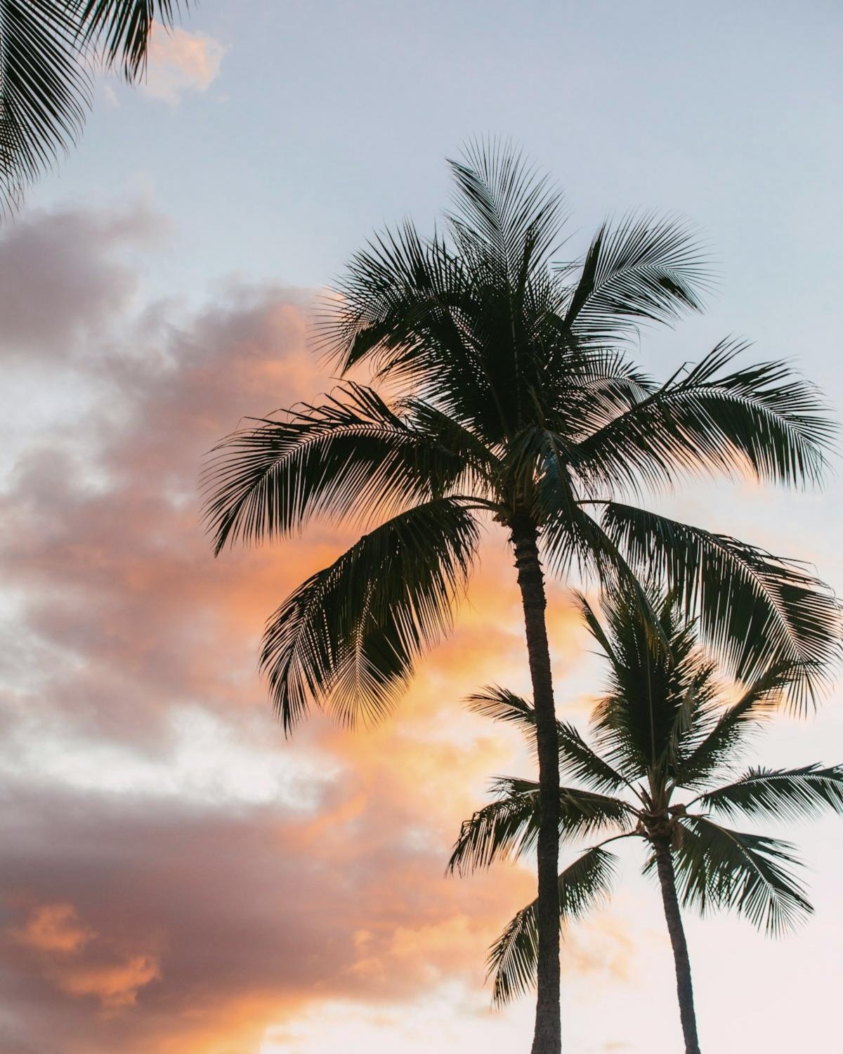 Palm trees against a pink and gold sunset sky on O'ahu, Hawai'i